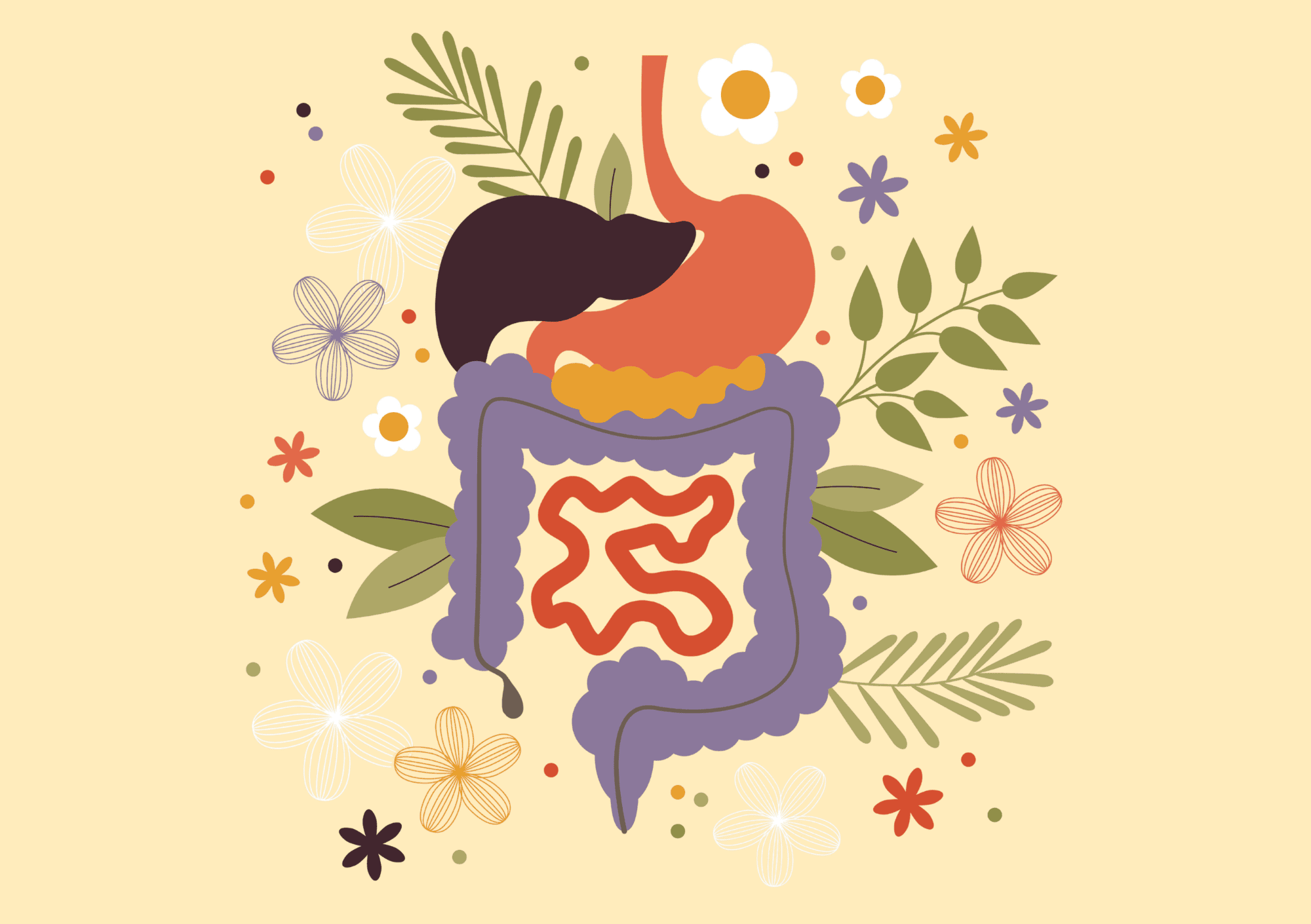 Illustration von Magen und Darm zur Erklärung der Hunger- und Sättigungsregulation